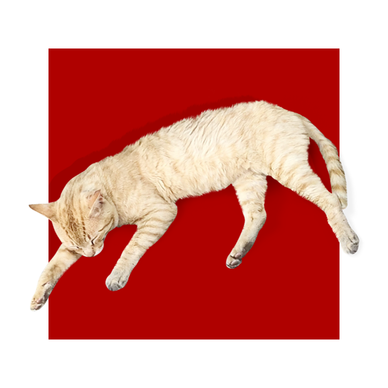 猫カフェサイトデザイン